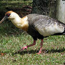 Ibis mandore
