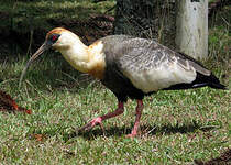 Ibis mandore