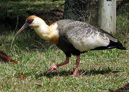 Buff-necked Ibis