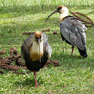 Ibis mandore