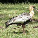 Ibis mandore