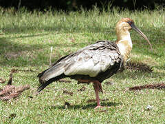 Buff-necked Ibis