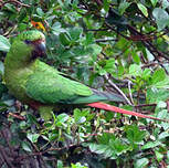 Conure magellanique