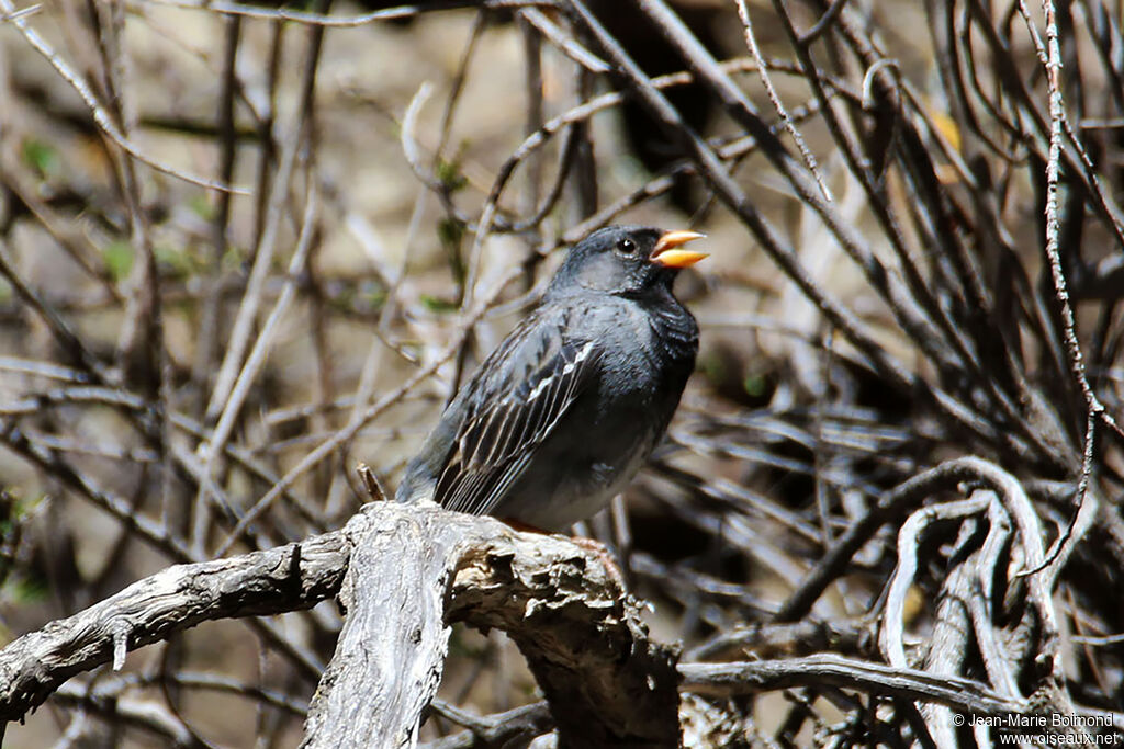 Mourning Sierra Finch