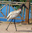 Jabiru d'Amérique