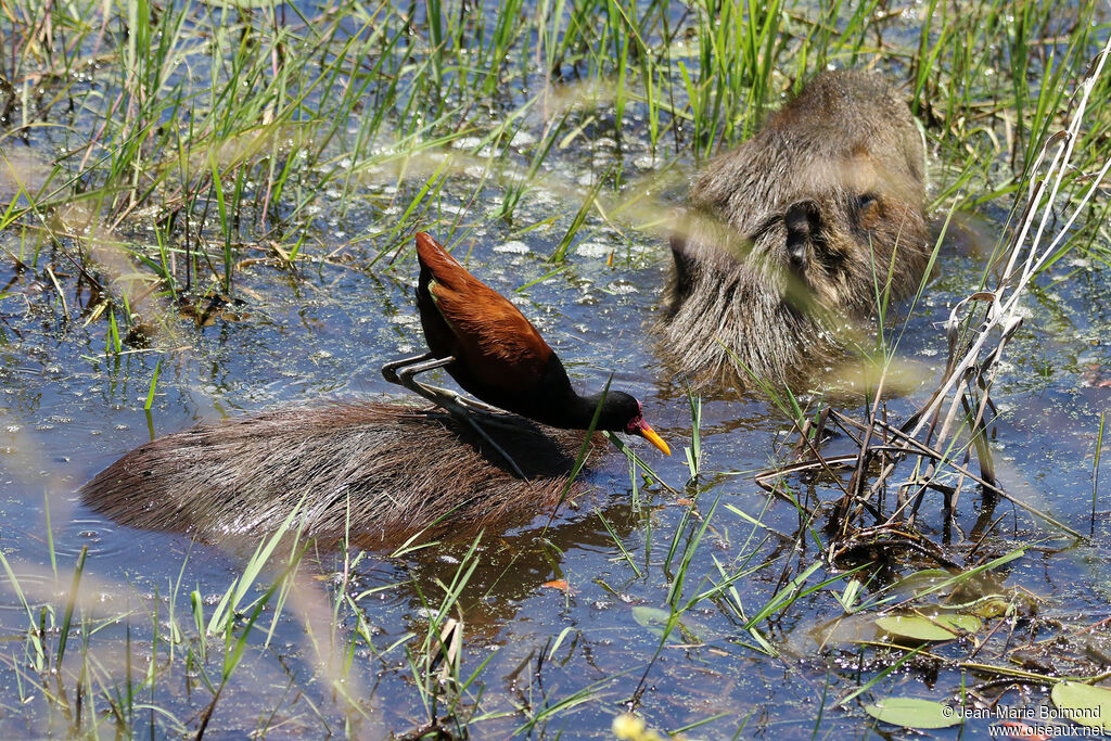 Jacana noir mâle