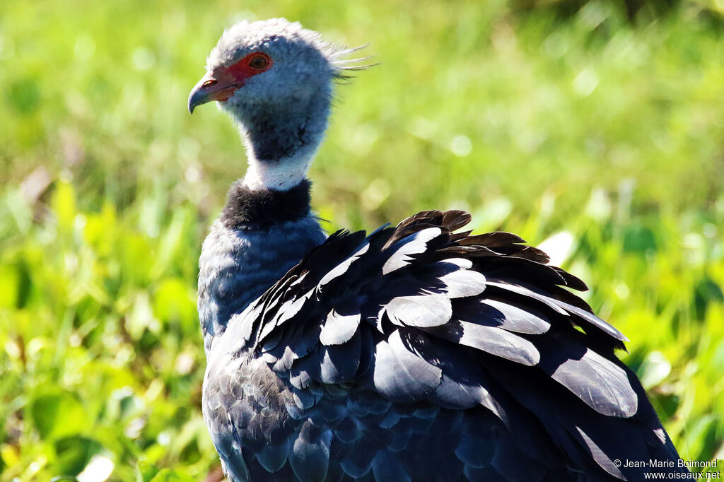 Southern Screamer