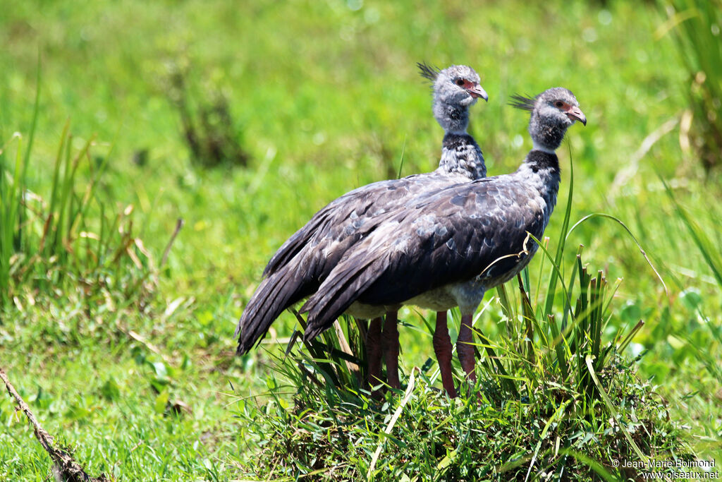 Southern Screamer