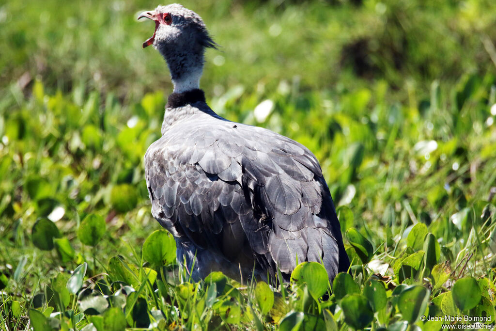 Southern Screamer