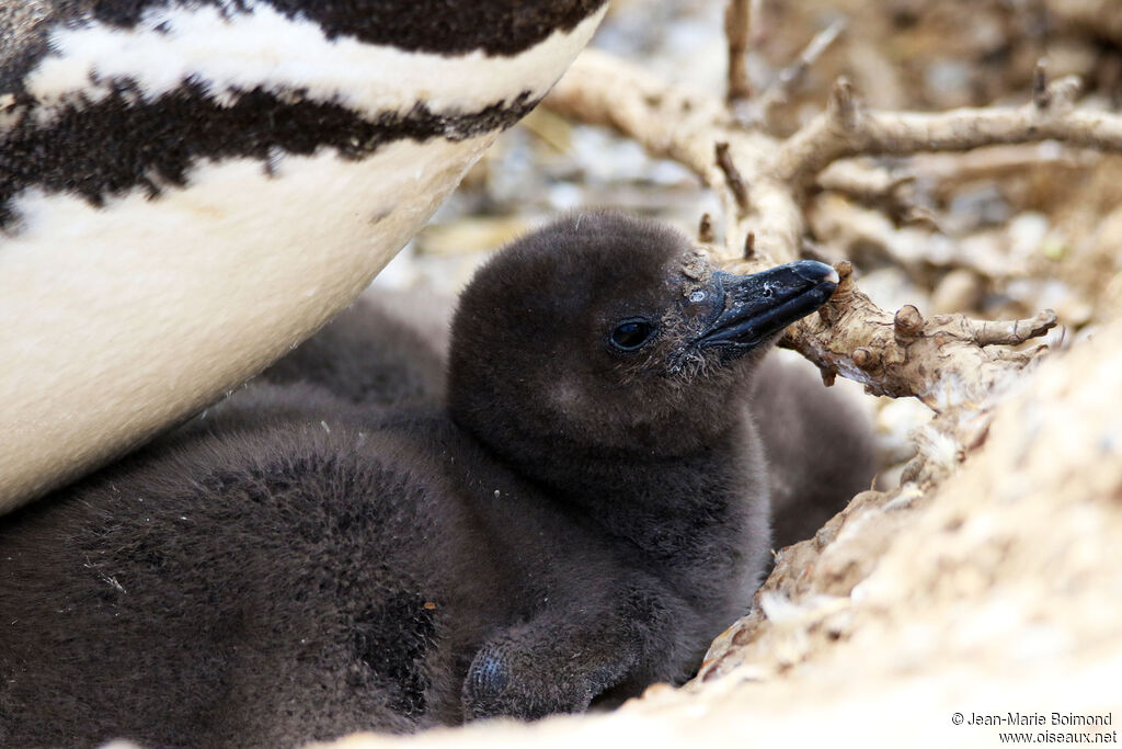 Magellanic Penguin