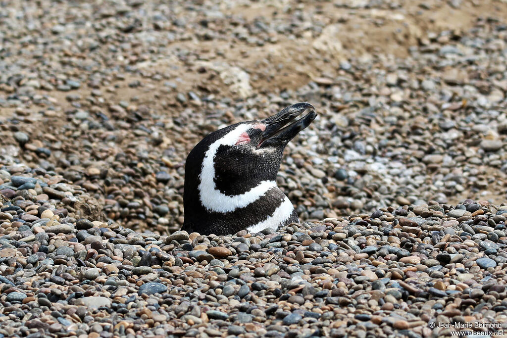 Magellanic Penguin