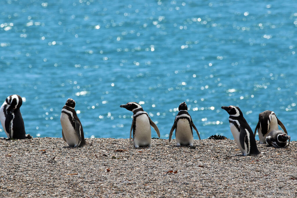 Magellanic Penguin