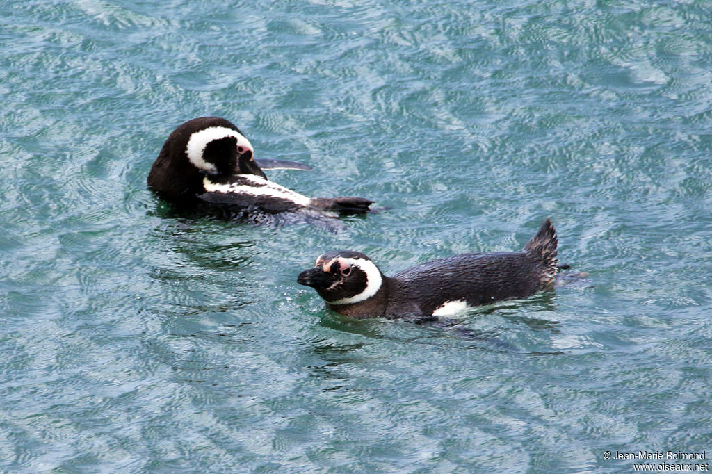 Magellanic Penguin