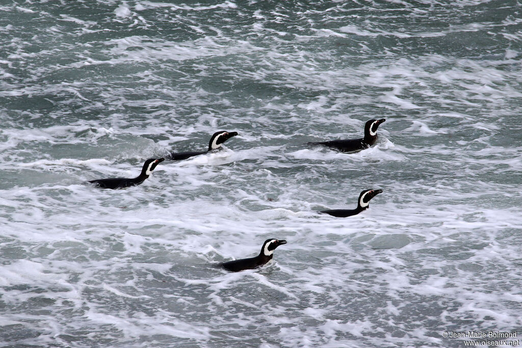 Magellanic Penguin
