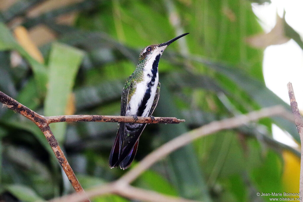 Black-throated Mango