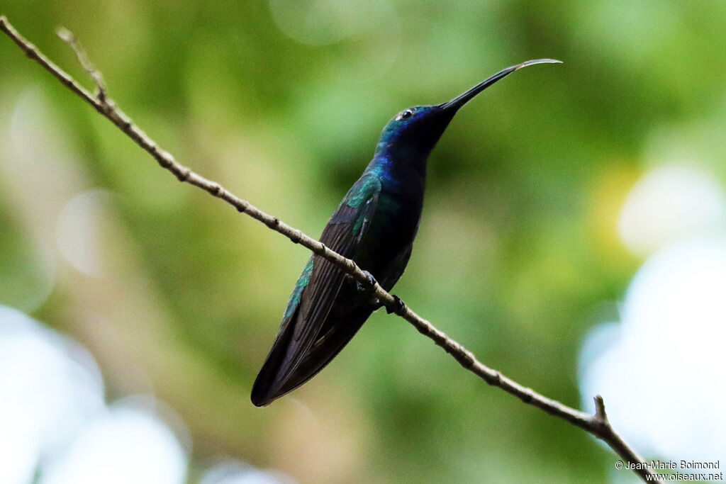 Black-throated Mango