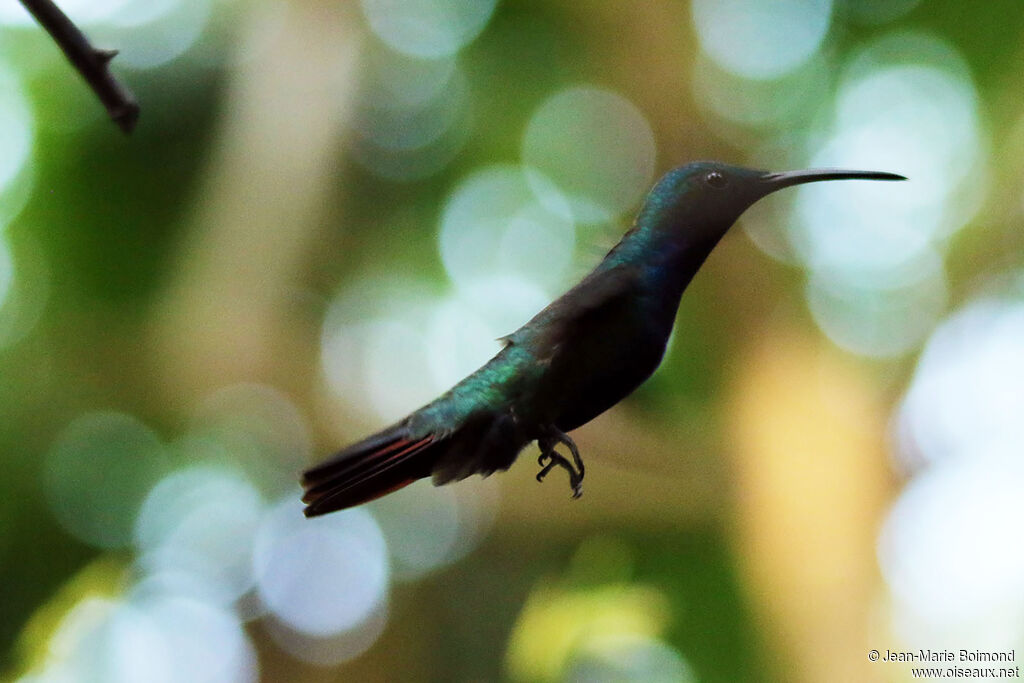 Black-throated Mango