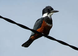 Ringed Kingfisher