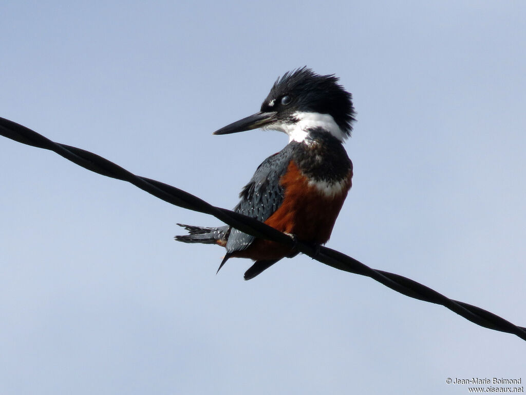 Ringed Kingfisher