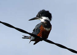 Ringed Kingfisher