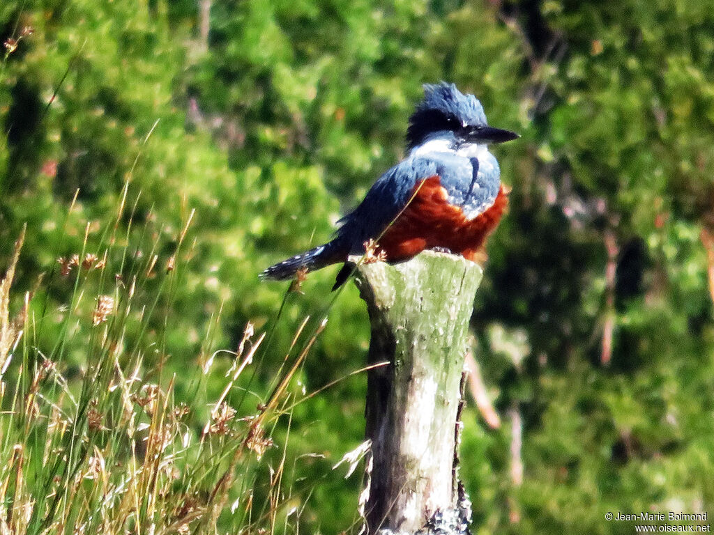 Ringed Kingfisher