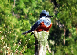 Ringed Kingfisher