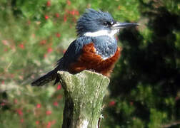 Ringed Kingfisher