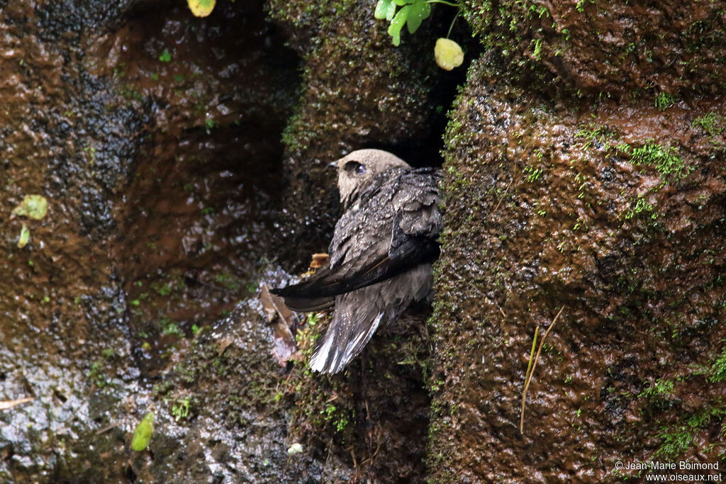 Martinet à tête grise