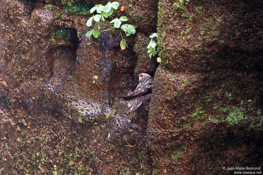 Martinet à tête grise