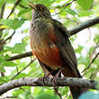 Merle à ventre roux
