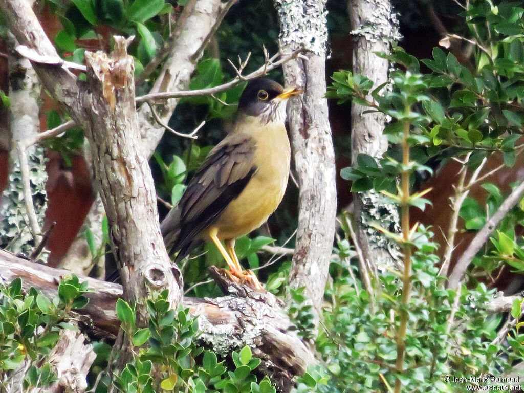 Austral Thrush