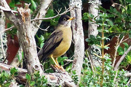 Austral Thrush