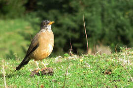 Austral Thrush