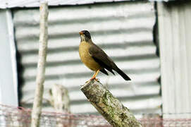 Austral Thrush