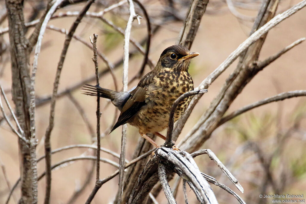 Austral Thrush