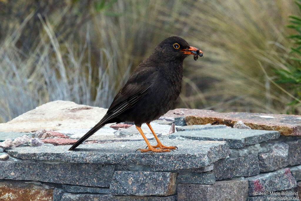 Chiguanco Thrush