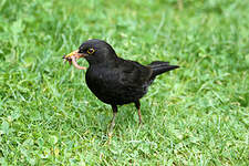 Merle noir