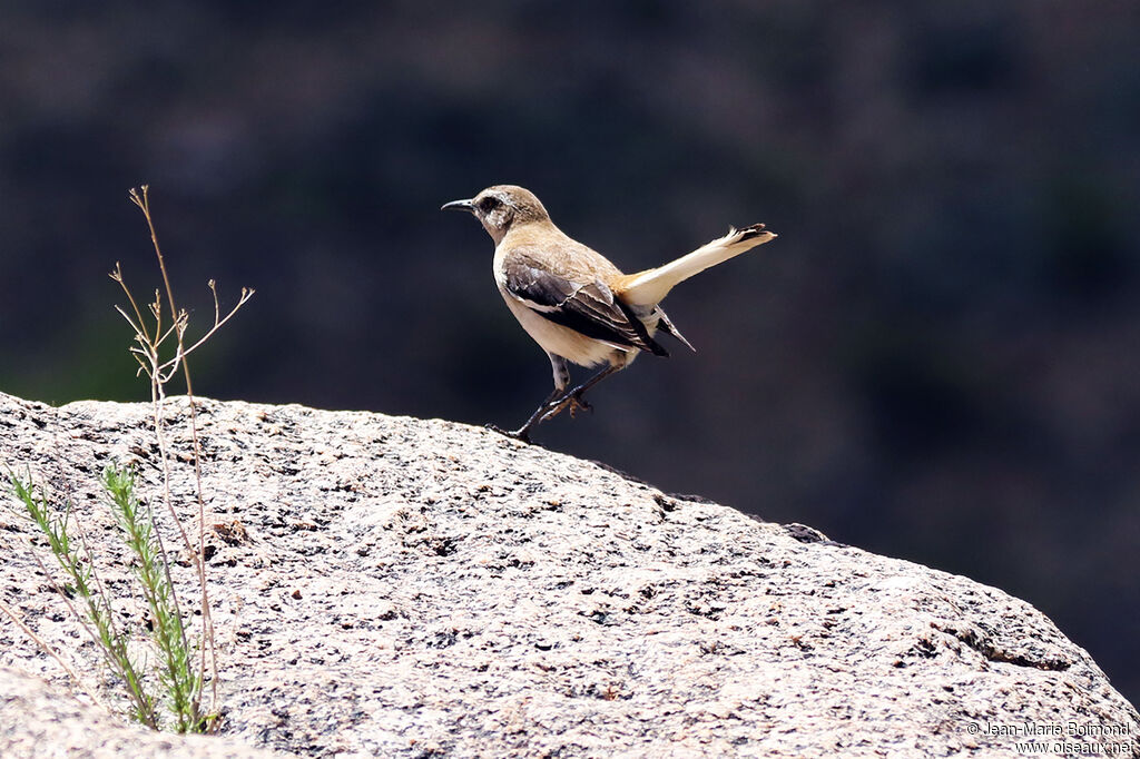 Brown-backed Mockingbird