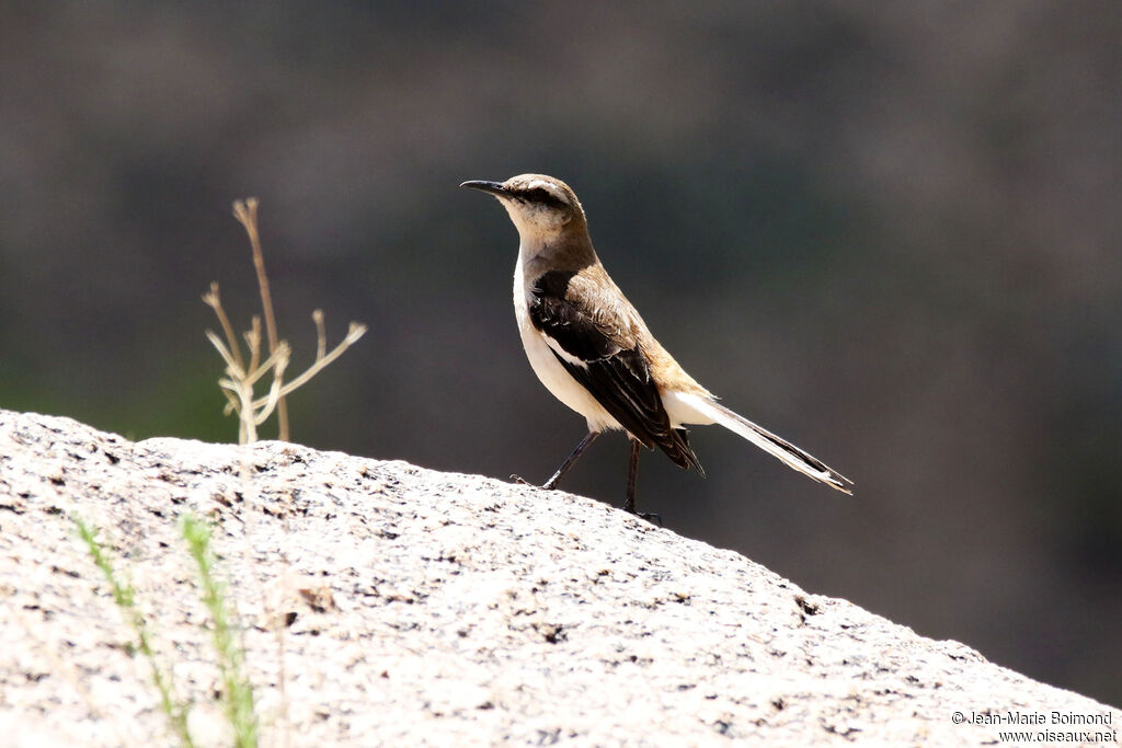 Brown-backed Mockingbird