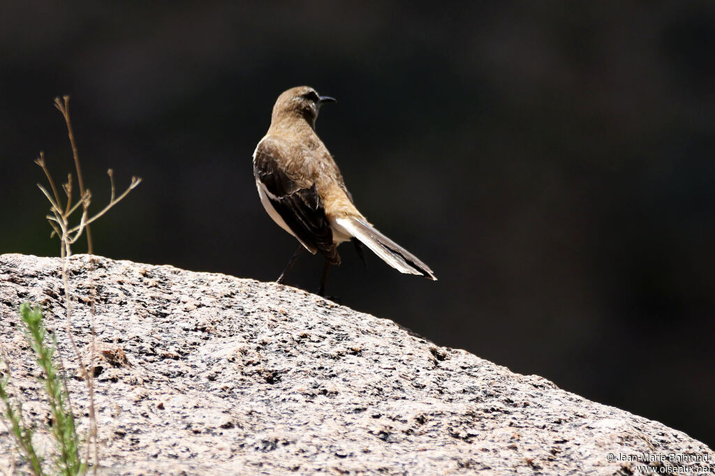 Brown-backed Mockingbird