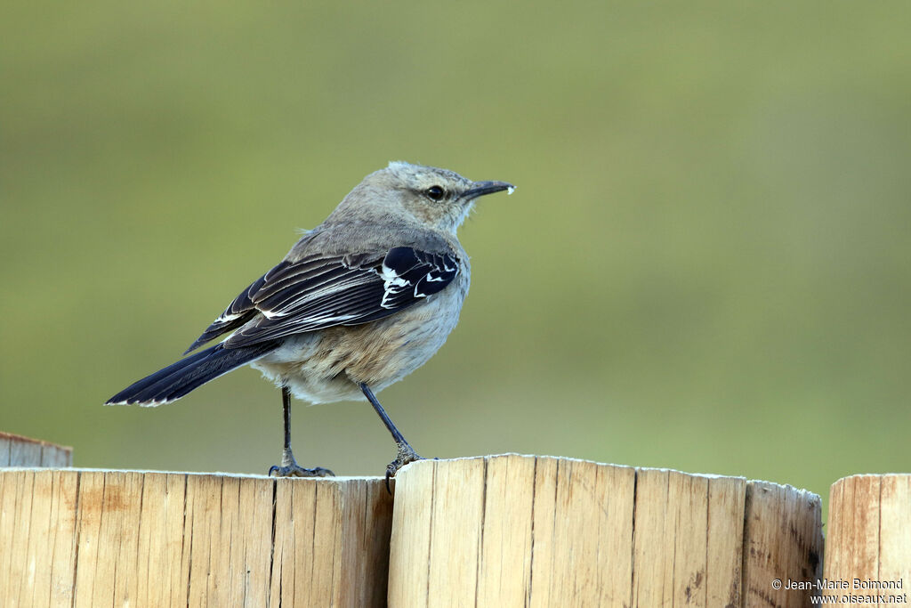Patagonian Mockingbird