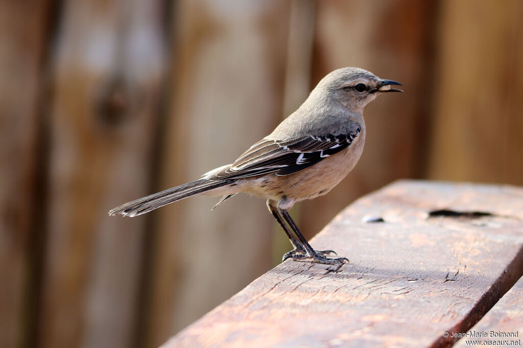 Patagonian Mockingbird