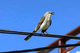 Tropical Mockingbird