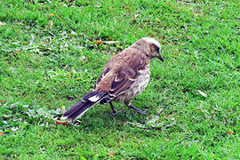 Chilean Mockingbird