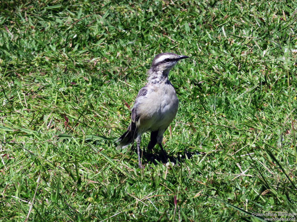 Chalk-browed Mockingbird