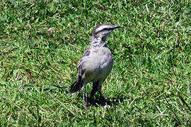 Chalk-browed Mockingbird