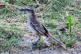 Chalk-browed Mockingbird