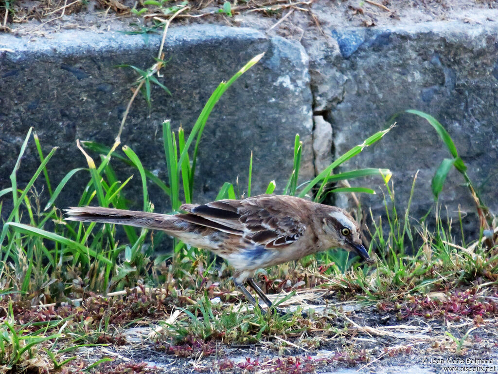 Chalk-browed Mockingbird