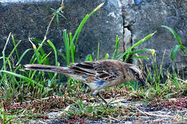 Chalk-browed Mockingbird