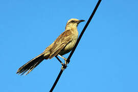 Chalk-browed Mockingbird